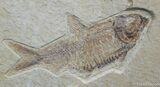 Fat Inch Knightia Fossil Fish #796-1